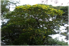 Tecoma stans